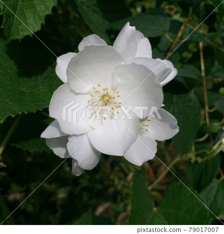 白花、梅花、杯形花、梅花、純白花 白花、梅花、杯形花、梅花、純白花 79017007