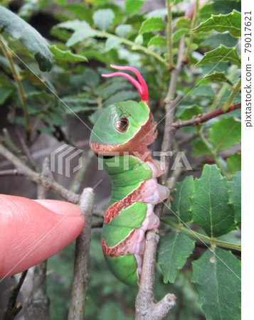 亮片幼蟲（刺激產生紅鋨） 79017621