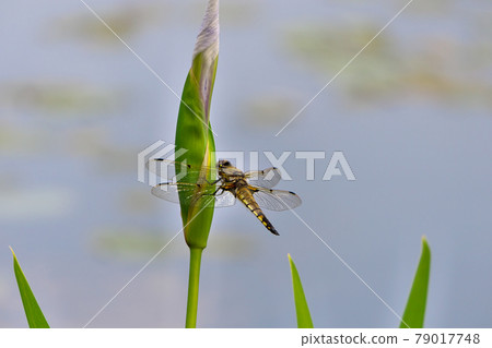 Four-spotted chafer perched on the bud of Japanese iris 79017748