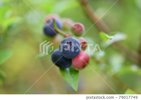 Blueberry fruit 79017749