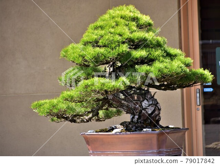 A bonsai 79017842