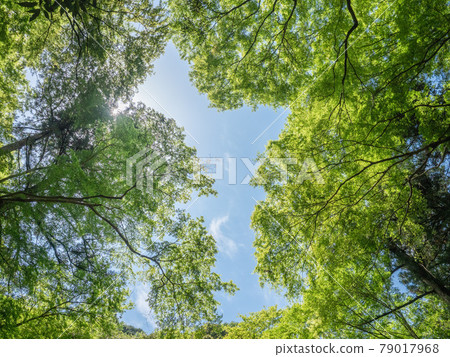 Fresh green Fresh green 79017968