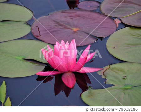 Lake Kisaki water lily Lake Kisaki water lily 79018180