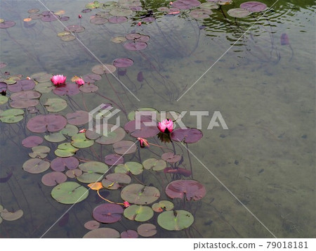 Lake Kisaki water lily Lake Kisaki water lily 79018181