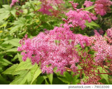 Perennial "Kyokanoko" that looks good in a Japanese garden 79018300