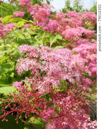 Perennial "Kyokanoko" that looks good in a Japanese garden Perennial "Kyokanoko" that looks good in a Japanese garden 79018302