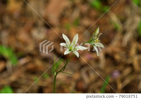 Hoso Banano Amana Hoso Banano Amana 79018751