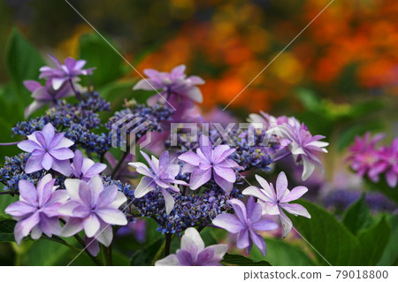 June Sagamihara 280 Hydrangea Flowerbed / Sagamihara Asamizo Park June Sagamihara 280 Hydrangea Flowerbed / Sagamihara Asamizo Park 79018800