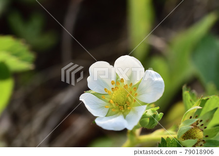 可愛的草莓花在家庭農場綻放 可愛的草莓花在家庭農場綻放 79018906