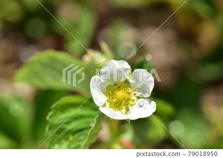 可愛的草莓花在家庭農場綻放 79018950