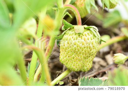 仍然生長在菜園裡的藍色草莓 79018970