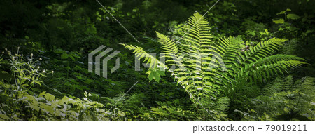 Fern in tropical jungle background. Fern leaves with a plant pattern. Natural plant tropical background. Fern in tropical jungle background. Fern leaves with a plant pattern. Natural plant tropical background. 79019211