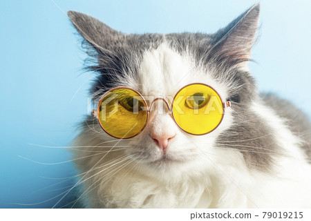 Funny cat in sunglasses. Cat with glasses on a light blue clean sunny background. Funny pets, party, vacation, travel, summer concept. Funny cat in sunglasses. Cat with glasses on a light blue clean sunny background. Funny pets, party, vacation, travel, summer concept. 79019215