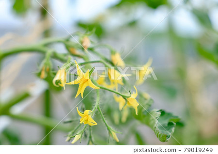 Tomato flowers 79019249