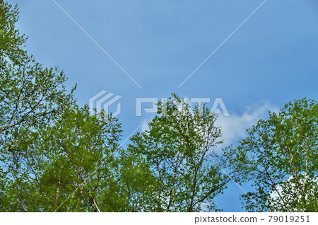 山櫻花鮮綠 山櫻花鮮綠 79019251