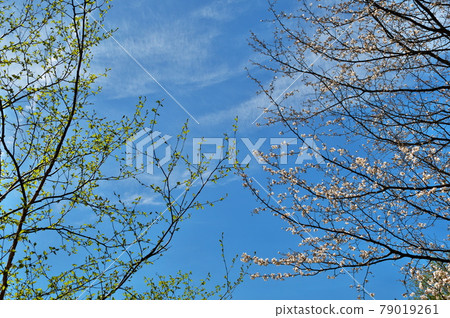 山櫻花鮮綠 山櫻花鮮綠 79019261