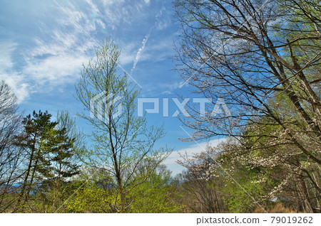 Mountain cherry blossoms fresh green Mountain cherry blossoms fresh green 79019262