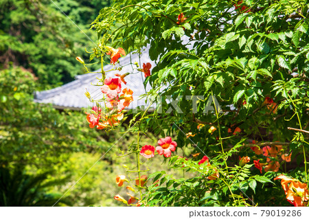 花區 79019286