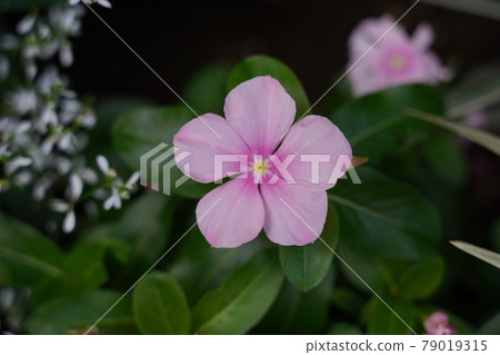 Nichinichiso Nichinichiso 79019315