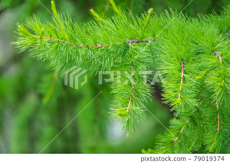 Young branches of larch. Closeup of green larch young needles. Young branches of larch. Closeup of green larch young needles. 79019374