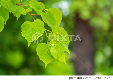 Green leaves of linden Tilia dasystyla on a green background. Green leaves of linden Tilia dasystyla on a green background. 79019376