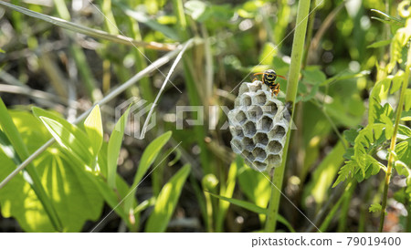 Grassy beehive and female paper wasp Grassy beehive and female paper wasp 79019400