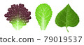 Lettuce, flower lettuce, perilla leaf illustration 79019537