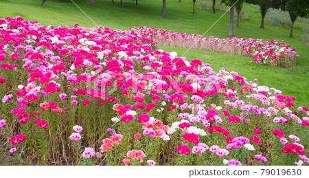 Godetia Colored Evening Primrose 79019630