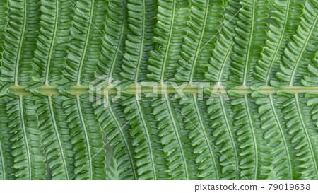 Fern in tropical jungle background. Fern leaves with a plant pattern. Natural plant tropical background. Fern in tropical jungle background. Fern leaves with a plant pattern. Natural plant tropical background. 79019638