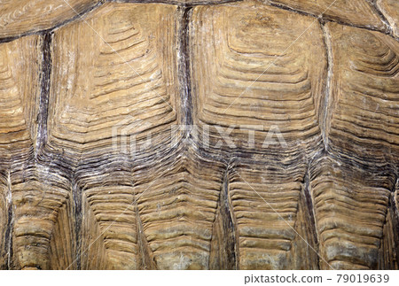Turtle shell pattern and texture background. Animal ornament and color Turtle shell pattern and texture background. Animal ornament and color 79019639