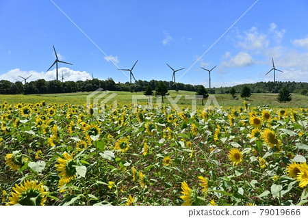 Windmill in the sunflower field on the Nunobiki mountain plateau Windmill in the sunflower field on the Nunobiki mountain plateau 79019666