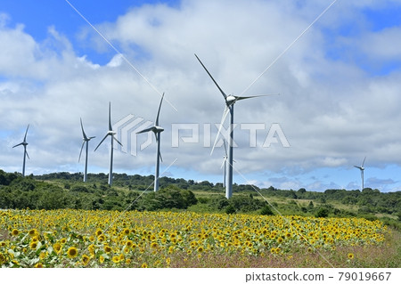 Windmill in the sunflower field on the Nunobiki mountain plateau Windmill in the sunflower field on the Nunobiki mountain plateau 79019667