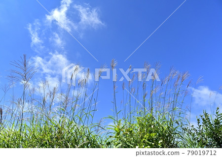 藍天和雲彩在天空 79019712