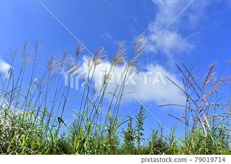 藍天和雲彩在天空 79019714