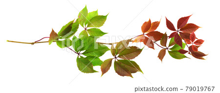 Parthenocissus twig with colorful autumn leaves isolated on white Parthenocissus twig with colorful autumn leaves isolated on white 79019767