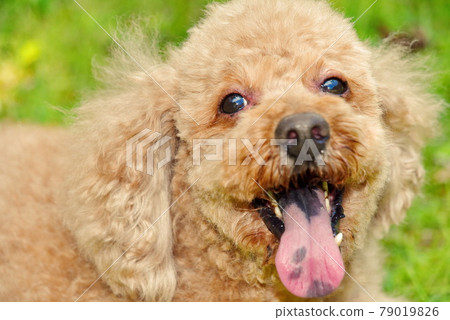 Toy poodle laughing up 79019826