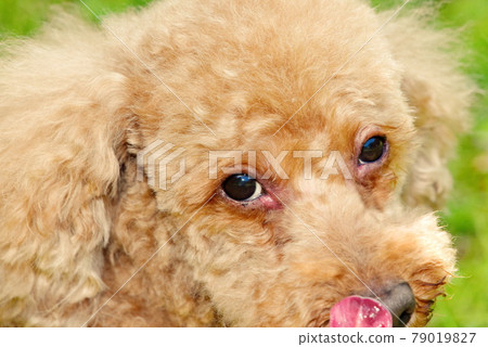 A toy poodle that looks up 79019827