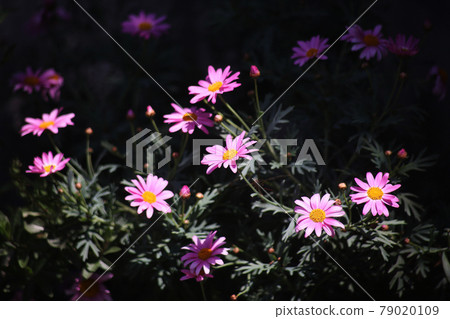 透過樹木在陽光下綻放的姬宇宙花 79020109