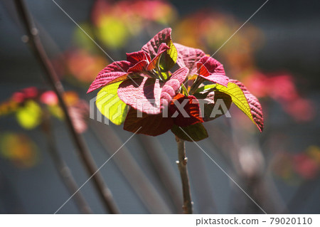 野草，亞布毛幼葉 79020110