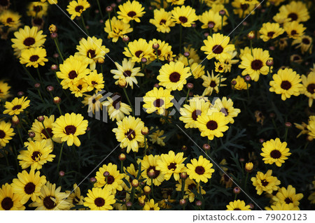 Margaret yellow flowers - Stock Photo [79020123] - PIXTA