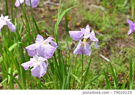 First mirror, irises First mirror, irises 79020229