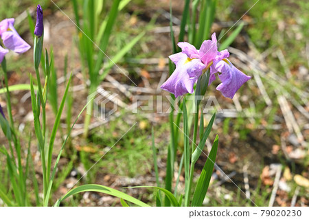 Yayoi mirror, irises Yayoi mirror, irises 79020230