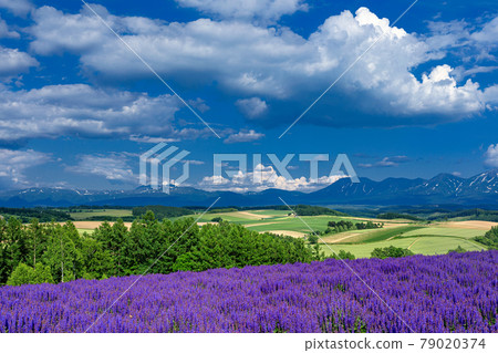 北海道美瑛町初夏的花田風光 照片素材 圖片 圖庫