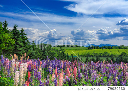 北海道上富良野町初夏的花田風光 79020380