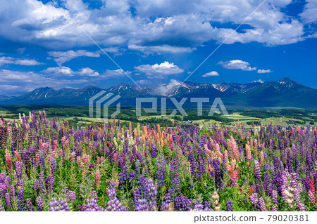 北海道上富良野町初夏的花田和十勝嶽山脈的風景 79020381