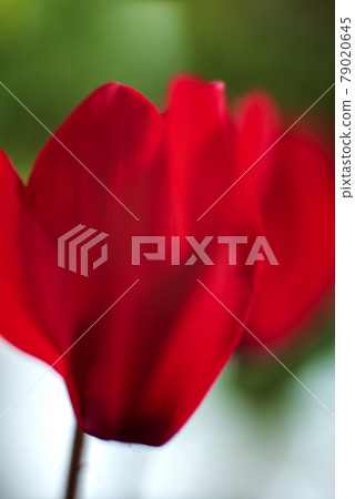Bright red cyclamen flowers Bright red cyclamen flowers 79020645