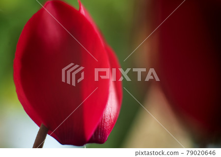 鮮紅的仙客來花 79020646