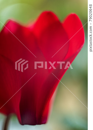Bright red cyclamen flowers Bright red cyclamen flowers 79020648