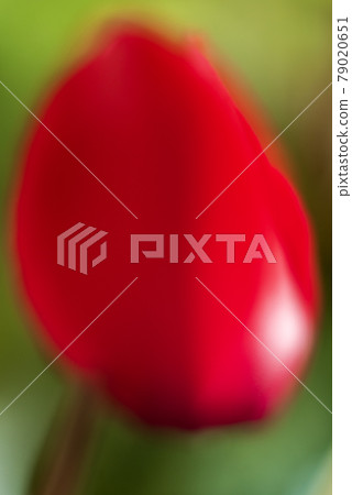 Bright red cyclamen flowers Bright red cyclamen flowers 79020651
