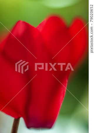 Bright red cyclamen flowers Bright red cyclamen flowers 79020652